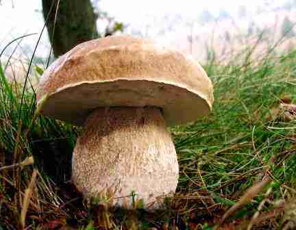  Image name: 254 Porcino.jpg 
 width: 432 pixel 
 height: 336 pixel 
 Size: 13966 bytes 
 Click to enlarge 